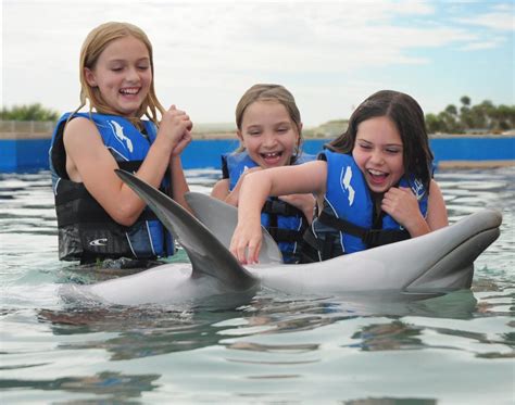 Wild Dolphins in Palm Beach County 